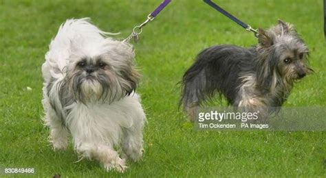 189 Shih Tzu Terrier Stock Photos High Res Pictures And Images