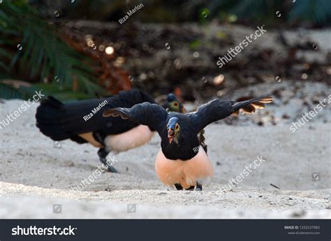 Maleo Macrocephalon Maleo Megapode Bird Endemic Stock Photo (Edit Now ...