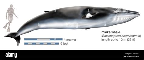 minke whale balaenoptera acutorostrata stock photo alamy