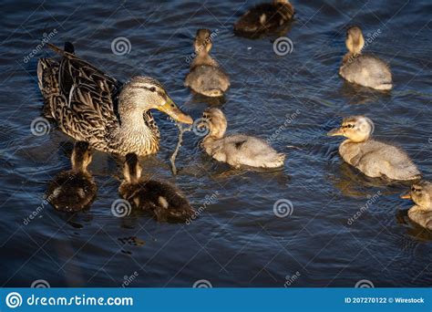 Group of Baby Ducks Swimming in the Lake with Their Mother Stock Photo ...