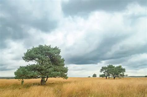 Veluwe Pictures | Download Free Images on Unsplash