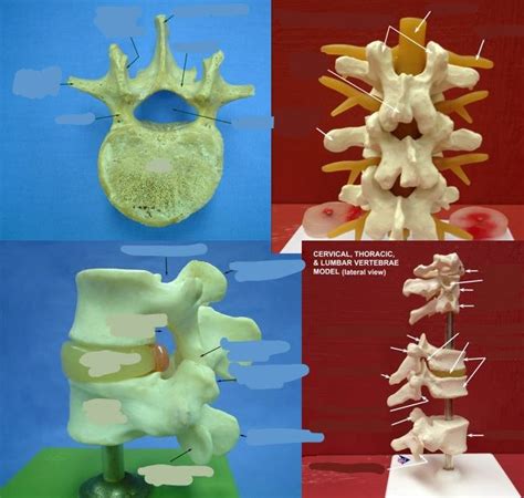 Lab 1 Spine and Vertebrae Diagram | Quizlet