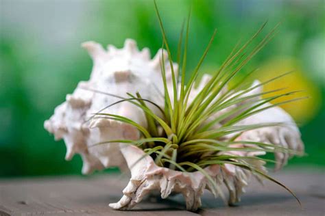 Growing Air Plants From Seed Your Step By Step Guide Succulent Alley