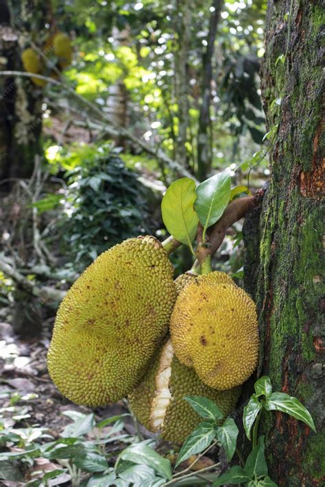 Premium Photo Jackfruit As Know As Jaca Hanging From A Jackfruit Tree