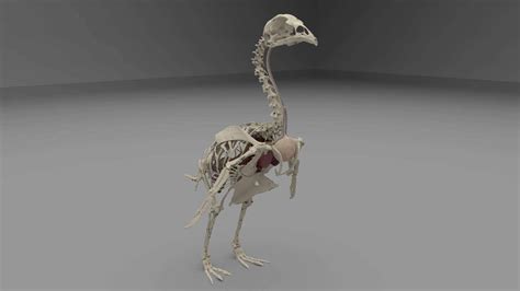 Chicken Skeleton and Organs - 3D Model by Ajaxsuz