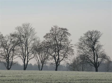 1920x1080px Free Download Hd Wallpaper Bald Trees Winter Trees