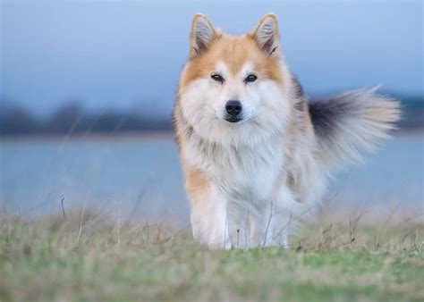 Icelandic Sheepdog History Temperament Care Training Feeding