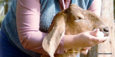 Drenches for goats: using products correctly and legally