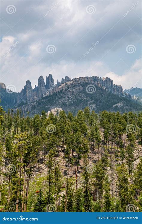 Vertical Shot Of Trees And Cliffs On Needles Highway In Custer State