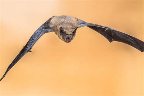 Bat Echolocation Stock Photos Pictures And Royalty Free Images Istock