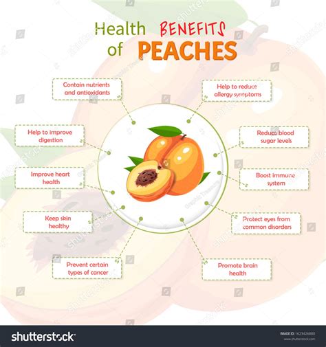 Health Benefits Of Peach Peaches Nutrients Infographic Template Vector