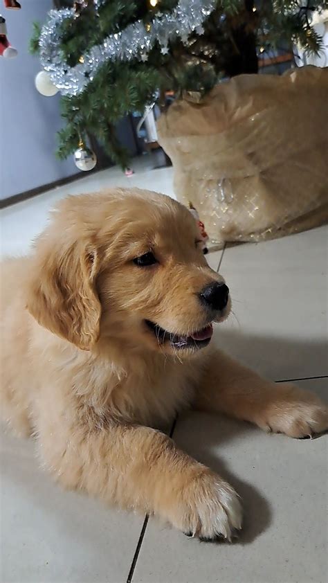 Golden Retriever Z Oty Szczeniak Jerka Olx Pl