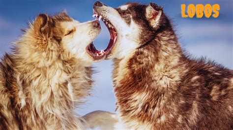 Os Lobos S O Um Dos Animais Mais Fascinantes Do Mundo Uma Esp Cie