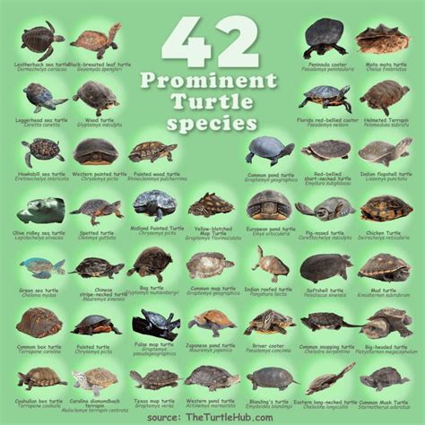 42 Prominent Turtle Species Of The World You’ve Probably Never Heard Of ...