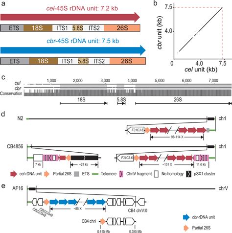 Comparison Of S Rdna Units And Clusters Between Strains And Species