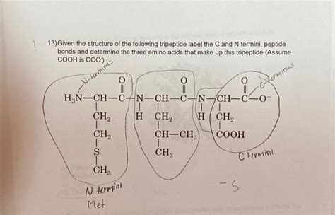 Solved 13) Given the structure of the following tripeptide | Chegg.com