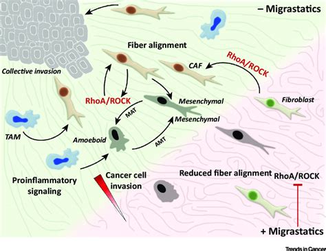 The Plasticity of Cancer Cell Invasion. Cancer cells can invade either ...