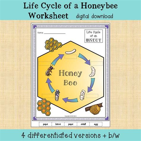 Life Cycle Of A Honeybee Worksheet Etsy