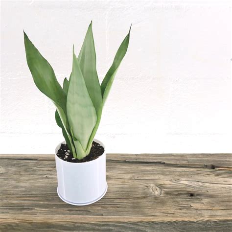 Jual Sansevieria Trifasciata Moonshine Tanaman Hias Hidup Sansevieria