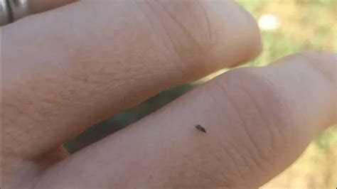 The tiny black bug with a huge bite | wnep.com