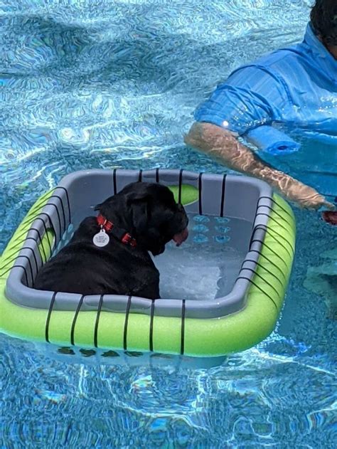 Dont Float Alone Make A Laundry Basket Pool Floater For Your Pet