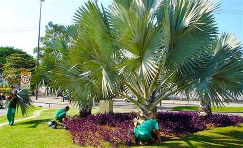 Tipos De Palmeiras Para Jardim Bau Das Dicas