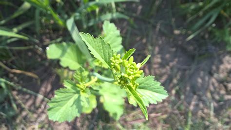 Free stock photo of mustard plant