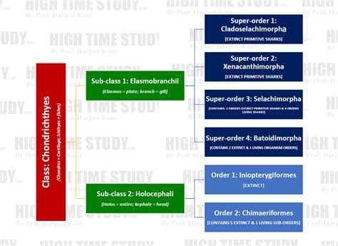 Chondrichthyes (Cartilaginous Fishes) Classification – HIGH TIME STUDY