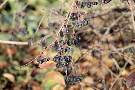 Aronia mitschurinii from Ленинский р н Чебоксары Чувашская Респ