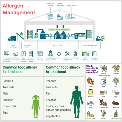 Allergen Process Flow Diagram Allergic Response