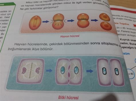 Mitoz B L Nme Ve Mayoz B L Nmeyi Ekille Izerek Nas L G Sterebilirim