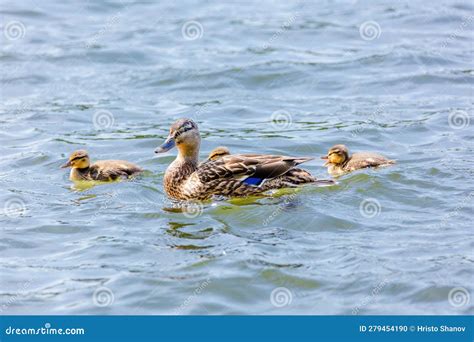 Wild Duck Swimming In Lake Water Birds In Park Stock Photo Image Of