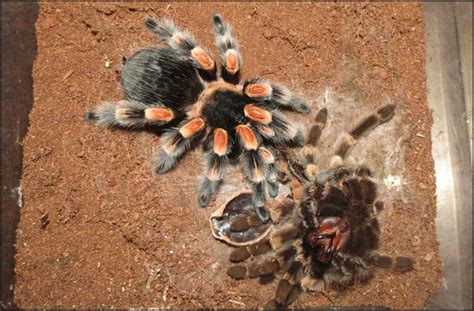 Mexican Red Knee Tarantula Jonathans Jungle Roadshow