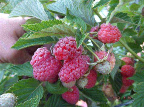 Лучшие сорта малинового дерева | Fruit, Berries, Raspberry