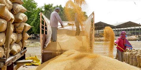 Significance Of Msps For Crops And How The Govt Fixes It Minimum