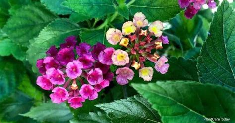 Lantana Pruning: How And When To Prune Lantana Bushes