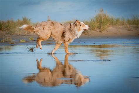 Actionfotos 5 Tipps Hunde In Bewegung Fotografieren