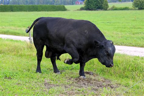 Is Monster Vegan? A Vegan Monster Energy Drink Guide – Everything Vegan
