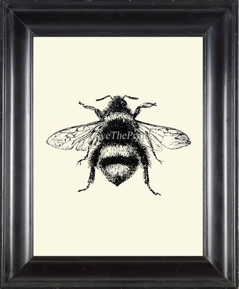 Bumblebee Bumble Bee Print Wall Art PR2 Beautiful Insect Vintage Black ...