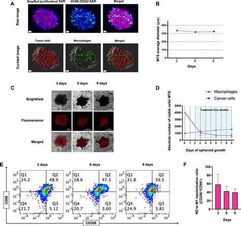 Frontiers Dual CSF1R Inhibition And CD40 Activation Demonstrates Anti