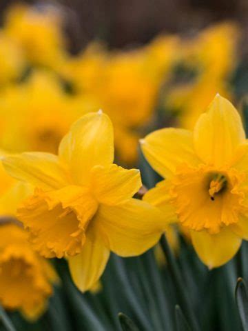 Flower Meaning and Symbolism: What do Daffodils Mean?