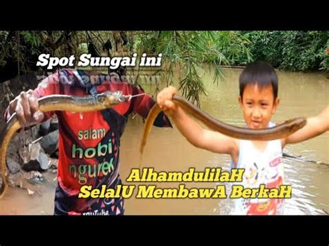 Mancing Belut Disungai Ini Alhamdulilah Selalu Berkah Youtube