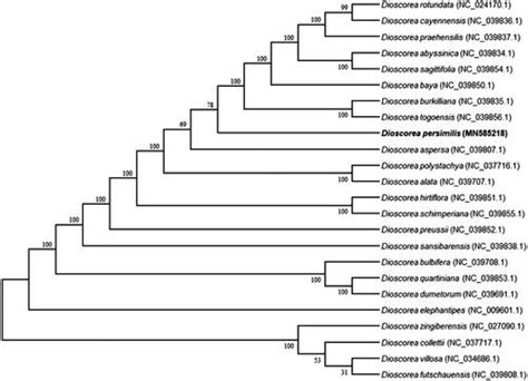 Full Article The Complete Chloroplast Genome Sequence Of The Dioscorea