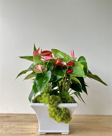 Anthurium Mix Planter In Tustin Ca Growers Direct Flowers