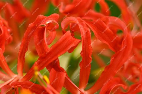 Premium Photo Lycoris Radiata Red Spider Red Magic Resurrection Or