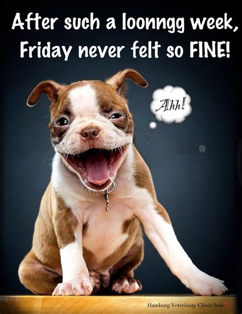 28 Best Friday Themes Images On Pinterest Animals Funny Sayings