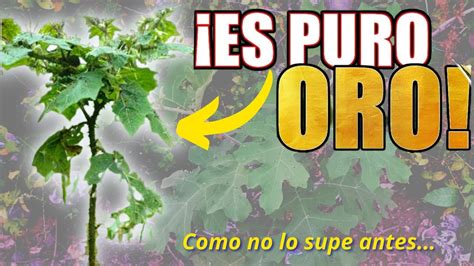 Te Revelo El Secreto Lo Que CURA Esta PLANTA MEDICINAL Y Muchos No