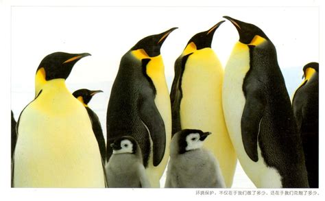 Kaiserpinguine Emperor Penguin CN 1726187 From Lucie Flickr