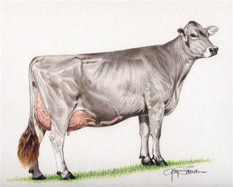 Ideal Brown Swiss Cow Cow Art Dairy Cattle Cow Painting