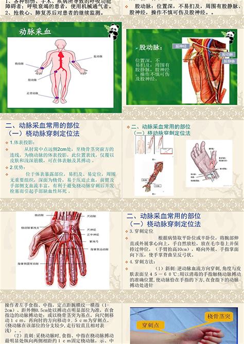 动脉采血技术ppt模板卡卡办公